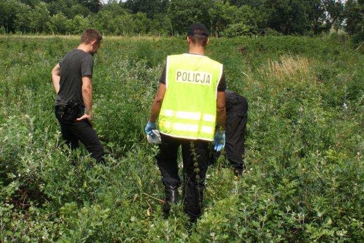 Ponad 900 krzaków rosło w lesie. Nielegalna plantacja zlikwidowana