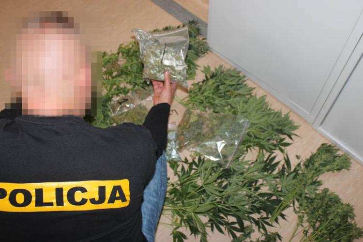 Plantacja konopi, suszarnia i „plony” w meblach kuchennych