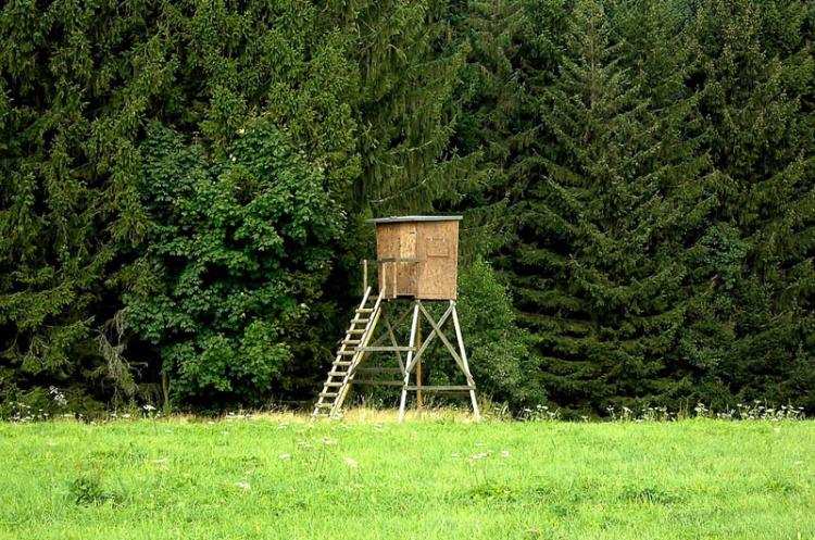 Nastolatkowie przyłapani w lesie. Co tam robili?