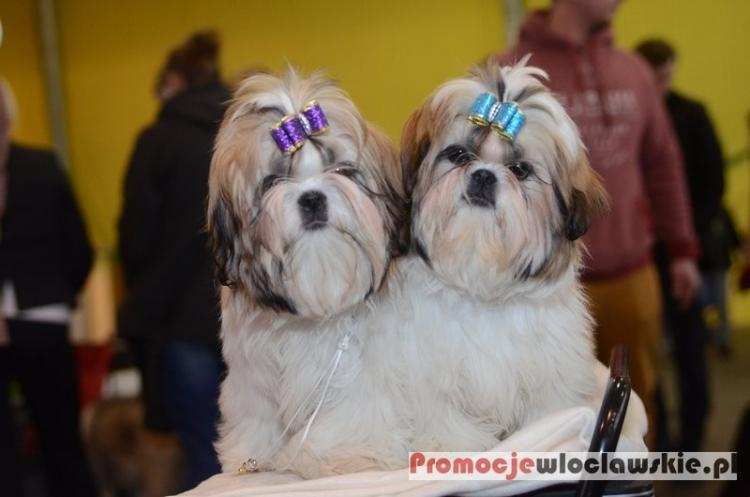 Wkrótce wystawa psów rasowych w Choceniu