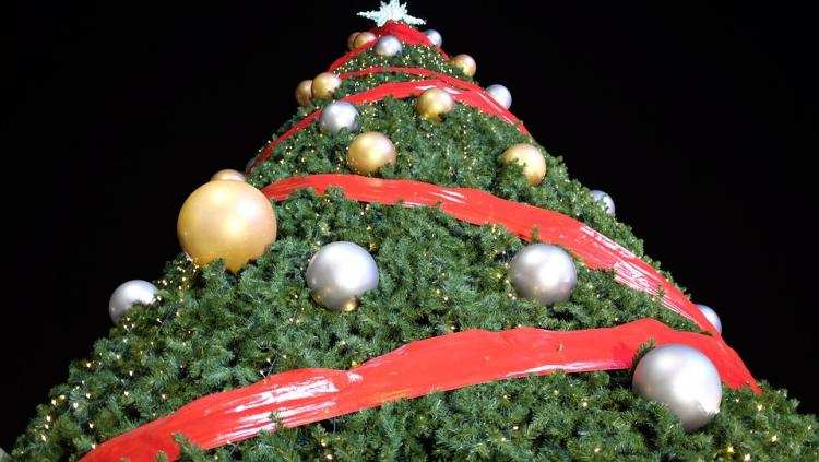 Trwa zbiórka choinek we Włocławku. Zostało kilka dni