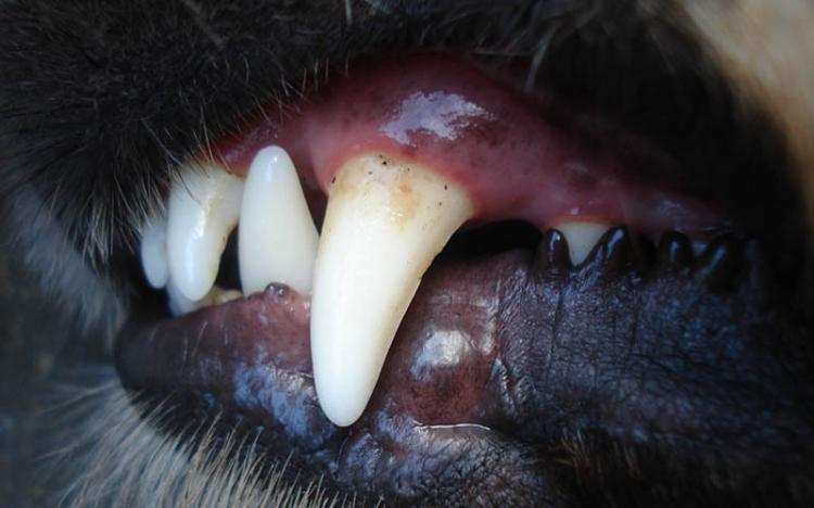 Atak agresywnego psa we Włocławku. Zwierzę uciekło a potem … 