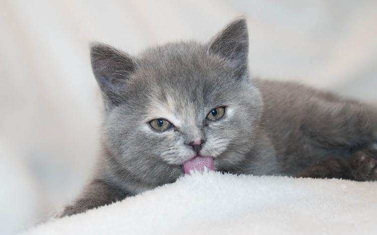 Niecodzienna akcja Straży Pożarnej w Boże Narodzenie. Uwolnili kota!