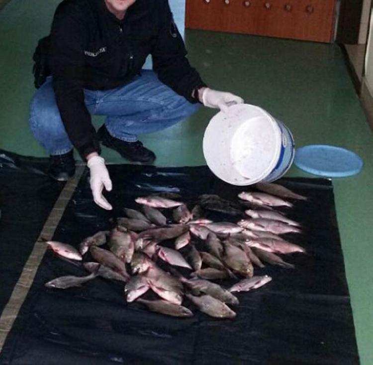 Zatrzymano 4 mężczyzn pod Włocławkiem. Ich łupem padło 200 ryb różnego gatunku