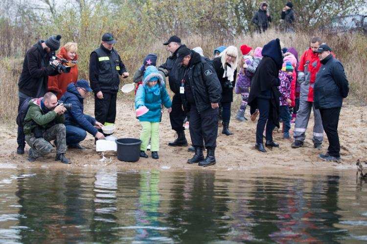 W Wiśle przybyło ryb! Ponad 10 tysięcy węgorzy jest już w królowej polskich rzek