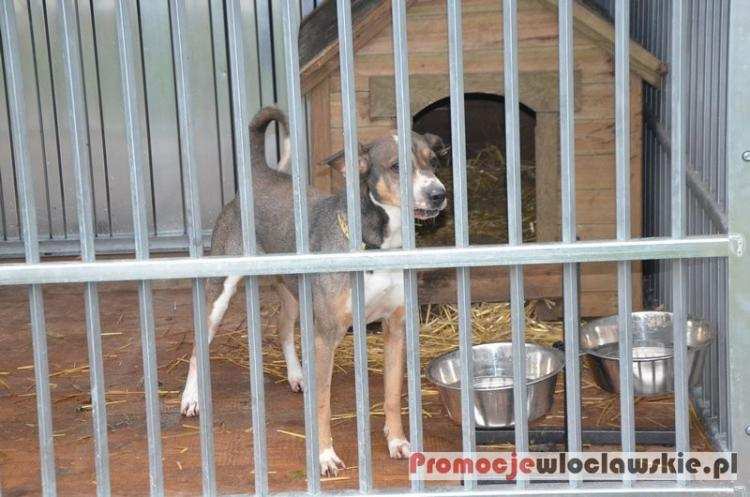 W niedzielę ulicą 3 Maja we Włocławku przejdą adoptowane psy