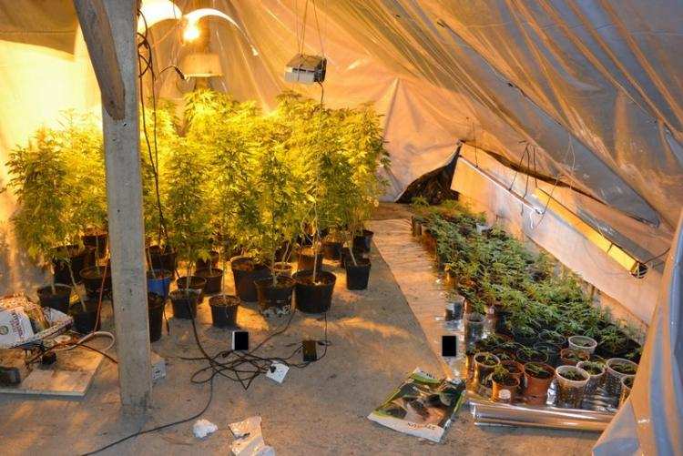 62-latek prowadził profesjonalną plantację konopi [ZDJĘCIA]