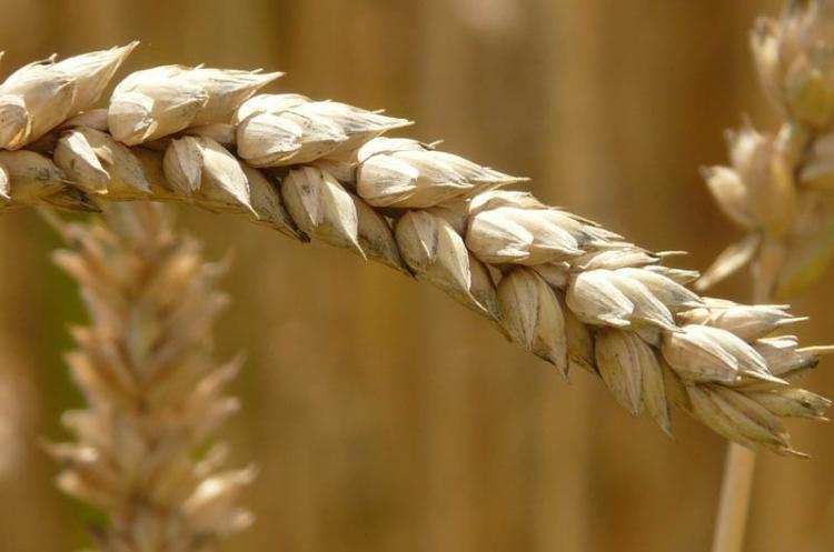 Dożynki w Gminie Choceń  2016: Gwiazda Disco Polo i zabawa do północy 