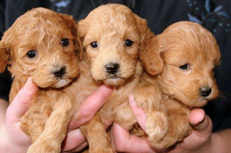 Ojciec z synem zabili cztery szczeniaki i zakopali je! Jeden ocalał