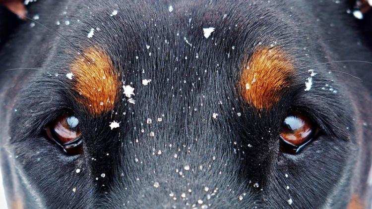 Straż Miejska przypomina: Chodzi o zwierzęta i ich właścicieli