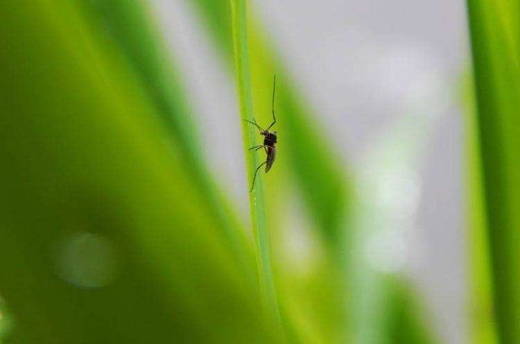 Włocławek walczy z meszkami. Podjęto już pierwsze działania