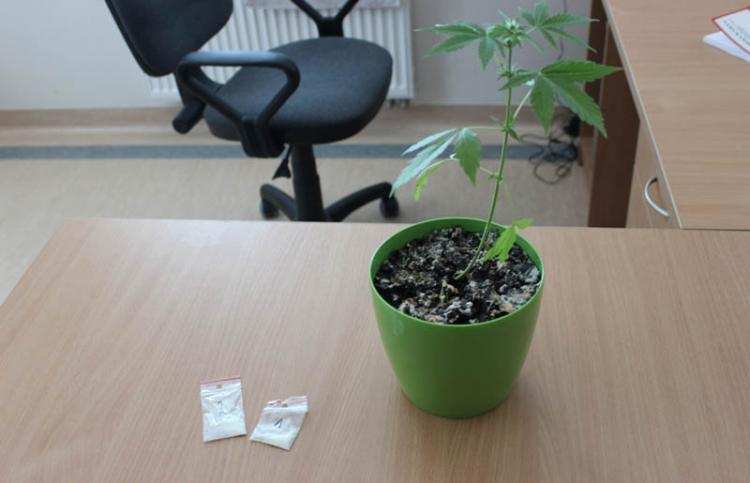 „Amfa” w skarpetce, „ziele” w doniczce w domu…