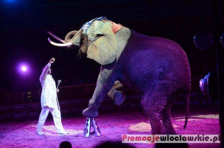 Włocławek zakaże występów cyrkowych ze zwierzętami?