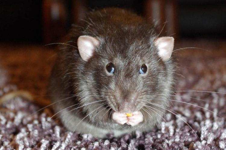 Szczury na terenie Włocławka? „Właściciel obowiązany jest zwalczać gryzonie …”