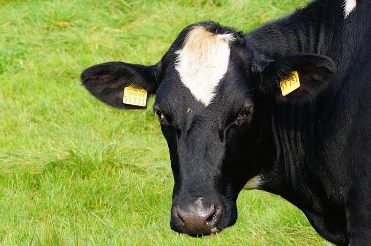 Pomoc finansowa dla rolników. Można już składać wnioski