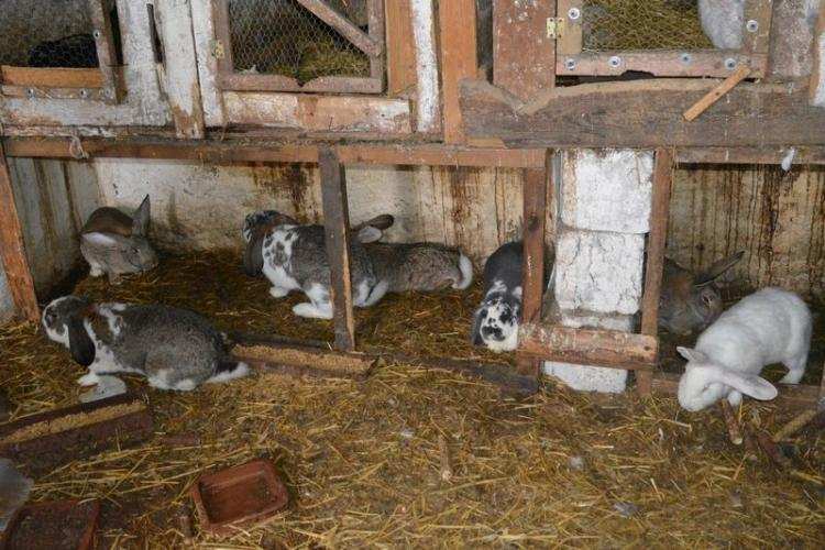 „Specjalizował się” w kradzieży zwierząt hodowlanych. Wpadł na włamaniu do …