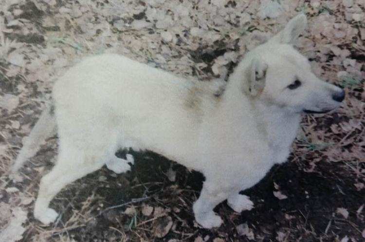 Porzucony pies znaleziony w worku na poboczu