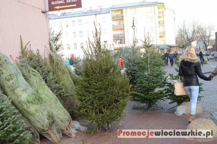 Trwa zbiórka choinek we Włocławku. Sprawdź gdzie je oddać