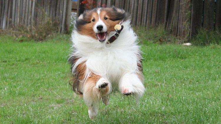 Włocławek: Psi bałagan w końcu pod kontrolą? 