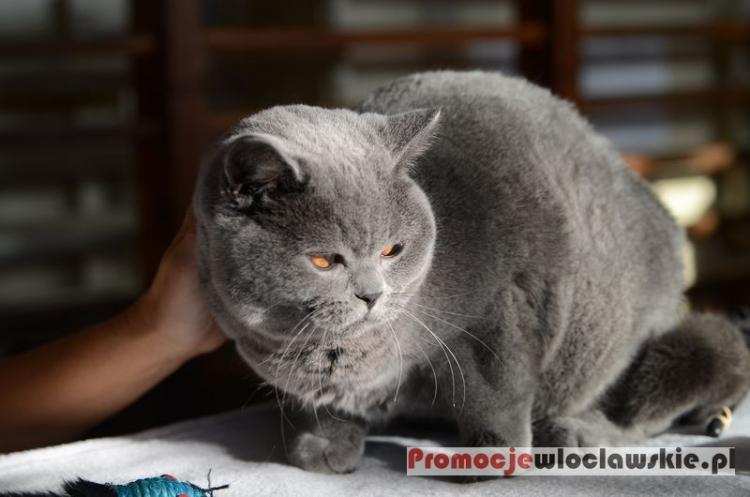 Już w ten weekend pokaz kocich piękności we Włocławku