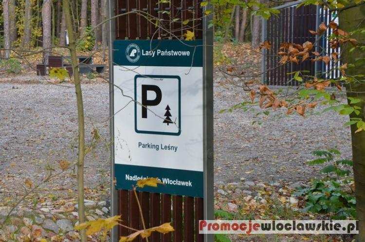 Mandat zamiast grzybów. Możesz zapłacić nawet 5 tysięcy złotych