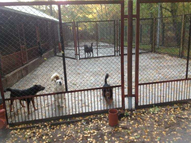 Zyskały bezdomne zwierzęta. We włocławskim schronisku wiele się zmieniło