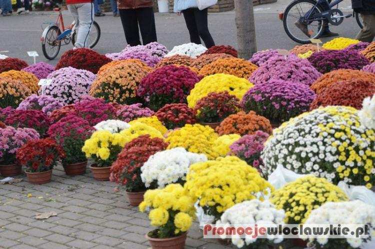 Zbliża się Wszystkich Świętych. Gdzie kupić chryzantemy?