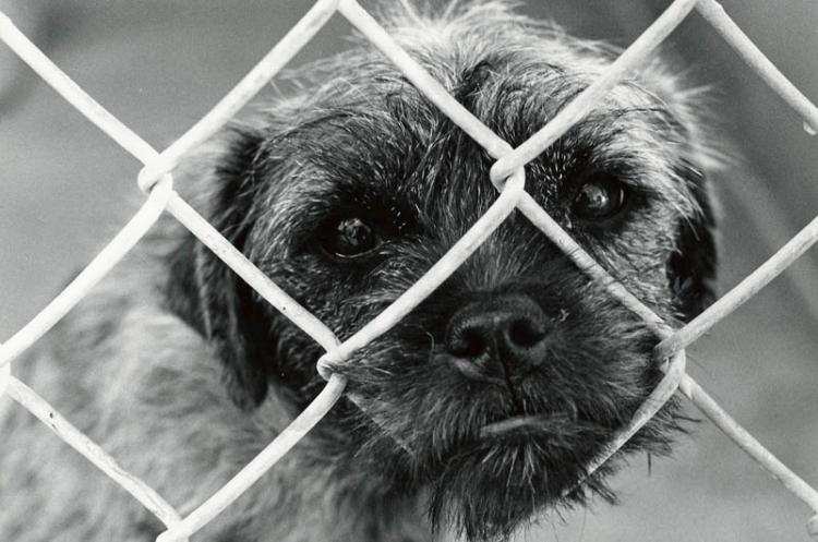 Schronisko dla zwierząt niczym za dotknięciem różdżki. Już wkrótce!