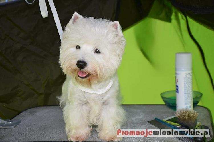 Takiej akcji we Włocławku jeszcze nie było. „Bieg na 6 łap” już wkrótce