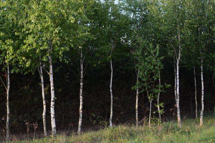 NIK wziął pod lupę Lasy Państwowe: Pensje w górę, przychody w dół