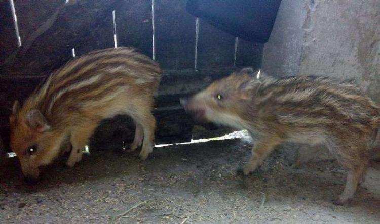 Chciał sprzedać dziki w internecie 