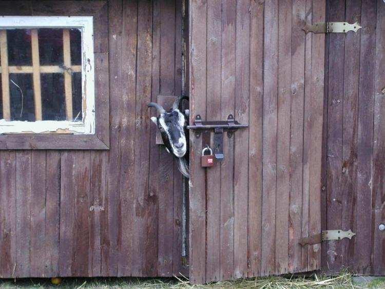 140 zwierzaków już dziś w Starej Remizie. Pies, kot, koza a nawet pająk