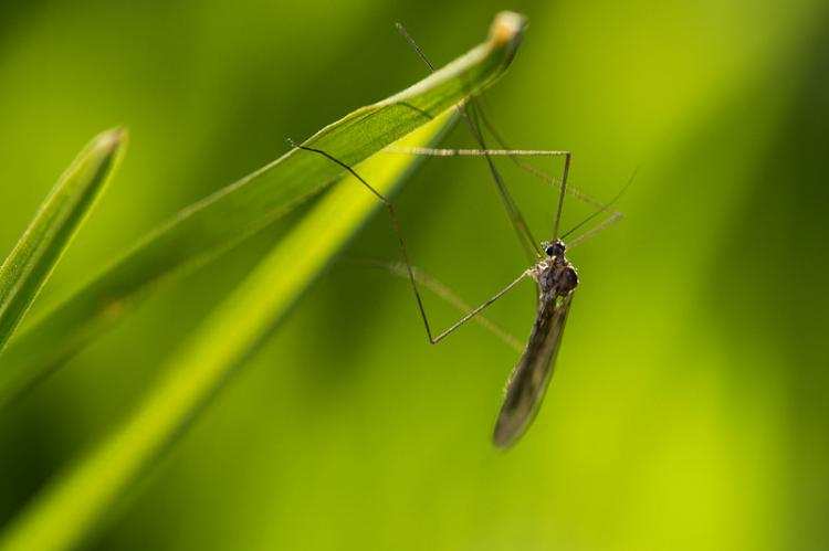 Wiosna w pełni, czyli sezon na komary. Skuteczny sposób na komary