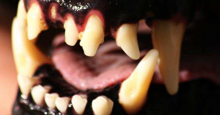 Dziewczynka zaatakowana przez bulteriera