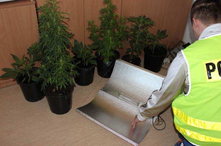 Ale plantacja! Doniczki specjalnie oświetlone i wentylowane? 