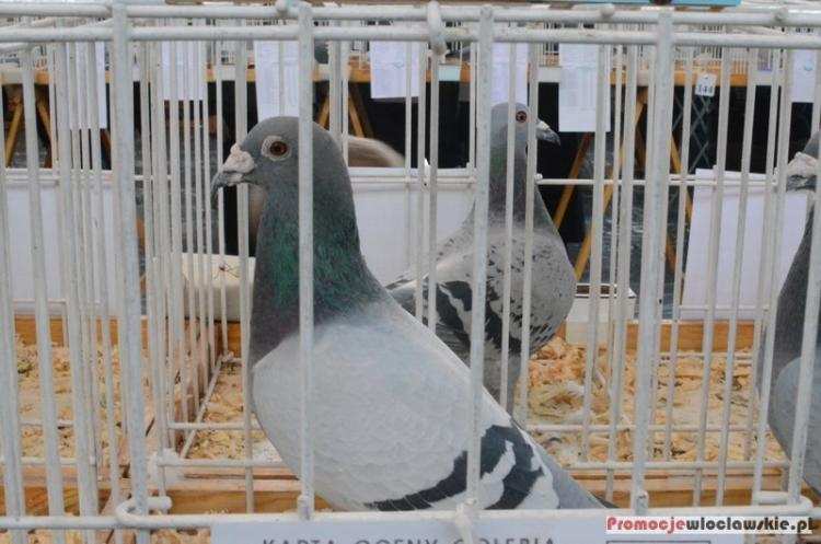 Chciał wyłudzić 110 tysięcy złotych. Ten gołąb miał przelecieć  500 km…