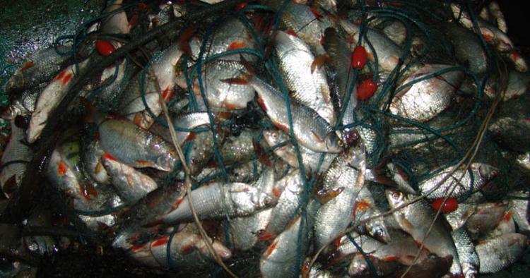 Kłusownicy wpadli sami we własne sieci