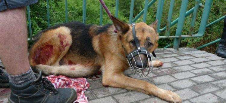 Brutalnie zabił psa. Co dalej?