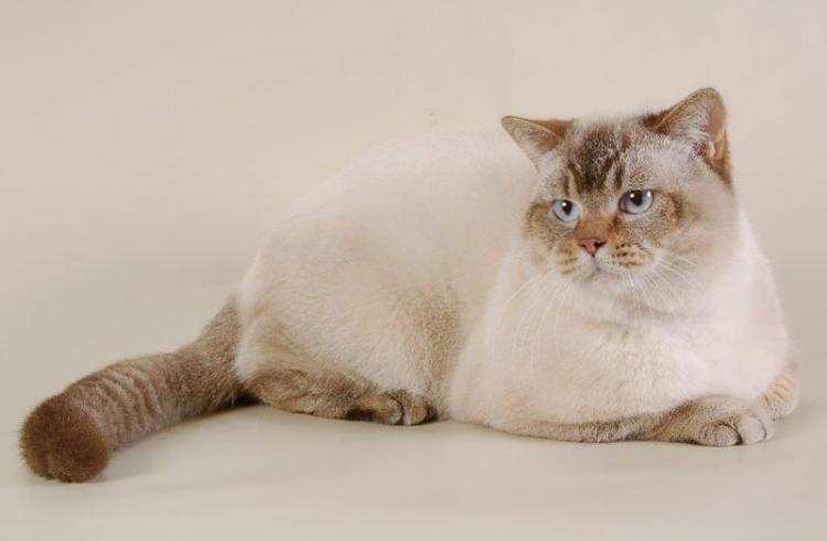 Pokaz Kotów Rasowych we Włocławku. Przyjdź i zobacz kocie piękności