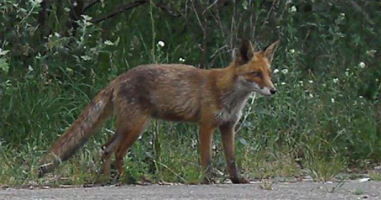 Uważaj na zielono-brunatne batoniki w lasach