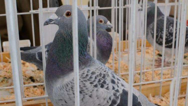 Gołębie na haju? Niesamowite…