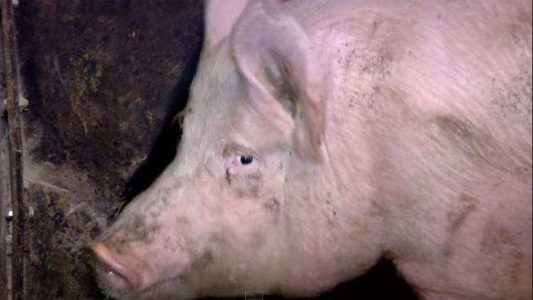 Czy grozi nam afrykański pomór świń?