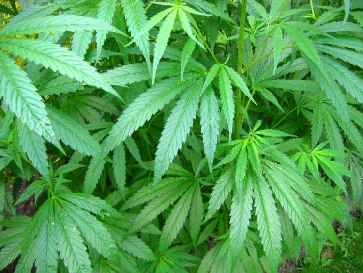 Plantacja konopi indyjskich  warta ponad 2 miliony złotych zliwkidowana.