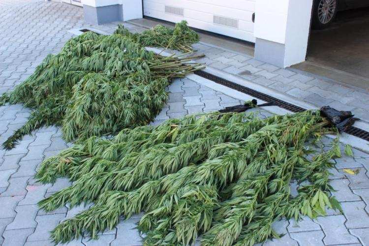 Plantacja marihuany zlikwidowana [Zdjęcia]