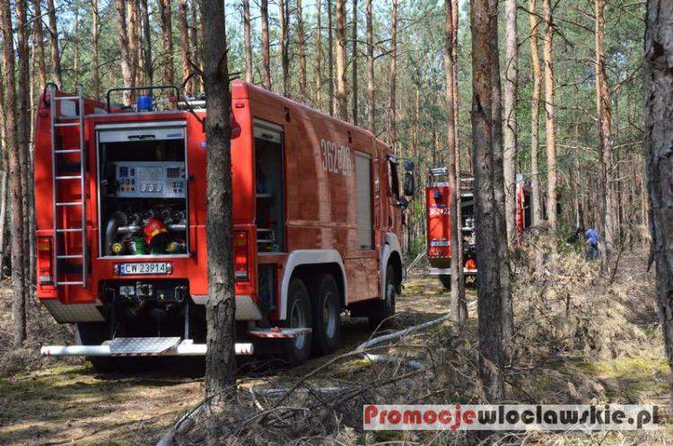 Pożar lasu pod Włocławkiem. 7 jednostek straży w akcji [ZDJĘCIA]