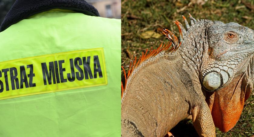 Jaszczurka biegała przy ulicy Łanowej we Włocławku