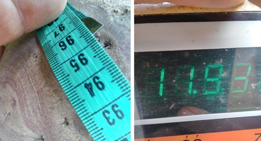 Olbrzymi burak czerwony zebrany przez 8 latka pod Włocławkiem. 12 kg i prawie metr obwodu [ZDJĘCIA]