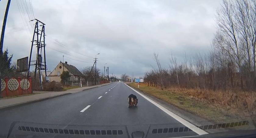Owczarek na DK62 w Modzerowie. Pies nie chce zejść z drogi [VIDEO]