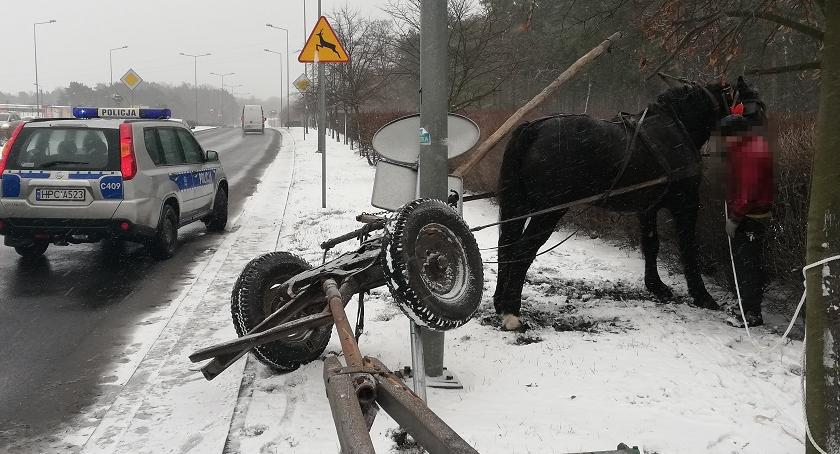 Policyjna pogoń za koniem we Włocławku [ZDJĘCIA]