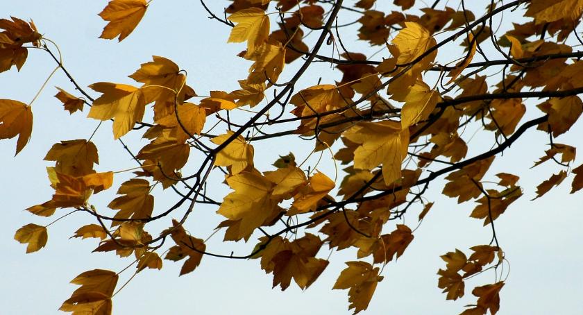 UWAGA! Będzie bardzo silnie wiało we Włocławku i regionie [OSTRZEŻENIE]